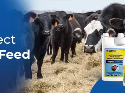 What Is The Perfect Cattle Feed Diet For Growth And Development