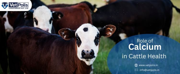 Understanding the Vital Role of Calcium in Cattle Health