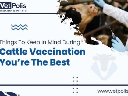 Things To Keep In Mind During Cattle Vaccination