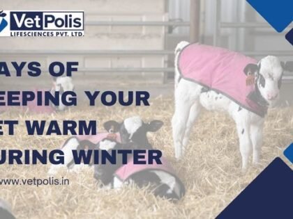 What Are Some Ways Of Keeping Your Pet Warm During Winter?