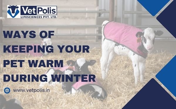 What Are Some Ways Of Keeping Your Pet Warm During Winter?