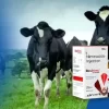 How To Protect Your Cattle From Bacterial Infections?