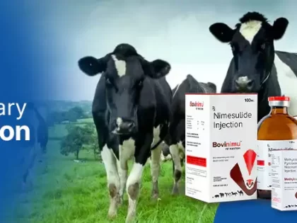 How To Protect Your Cattle From Bacterial Infections?