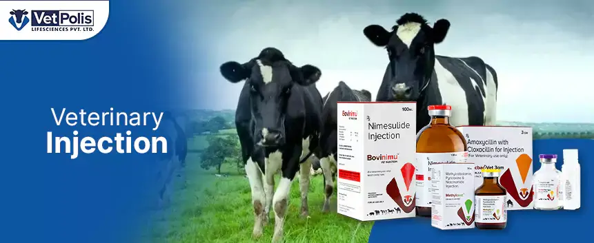 How To Protect Your Cattle From Bacterial Infections?
