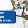 How To Protect Your Dog From Frostbite This Winter