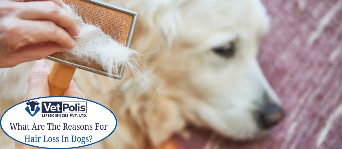 What Are The Reasons For Hair Loss In Dogs?