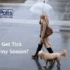 Why Do Dogs Get Tick Fever In The Rainy Season