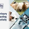 The Role of Veterinary Medicines in Boosting Livestock Productivity