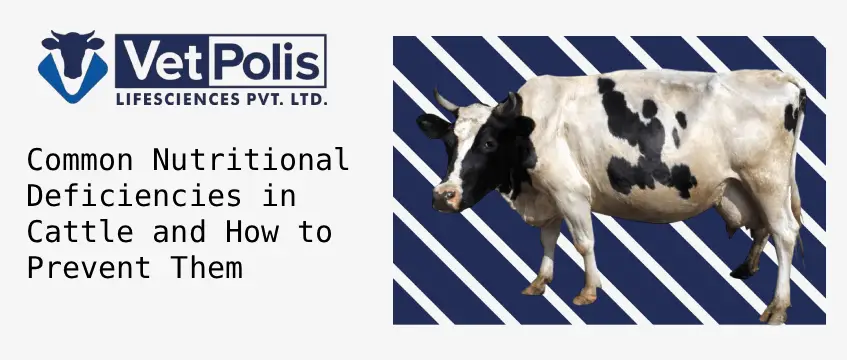 Common Nutritional Deficiencies in Cattle and How to Prevent Them