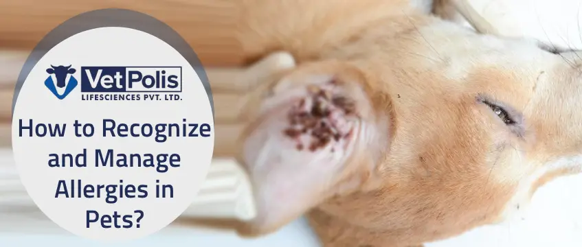 How to Recognize and Manage Allergies in Pets?