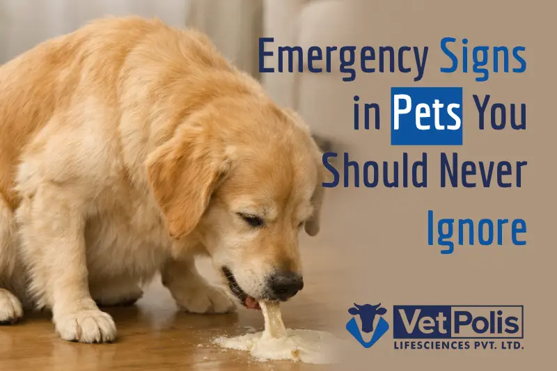 Emergency Signs in Pets You Should Never Ignore
