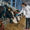 Essential Factors That Influence Cattle Health and Farm Productivity