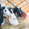 Essential Guide to Cattle Health for Maximum Farm Productivity