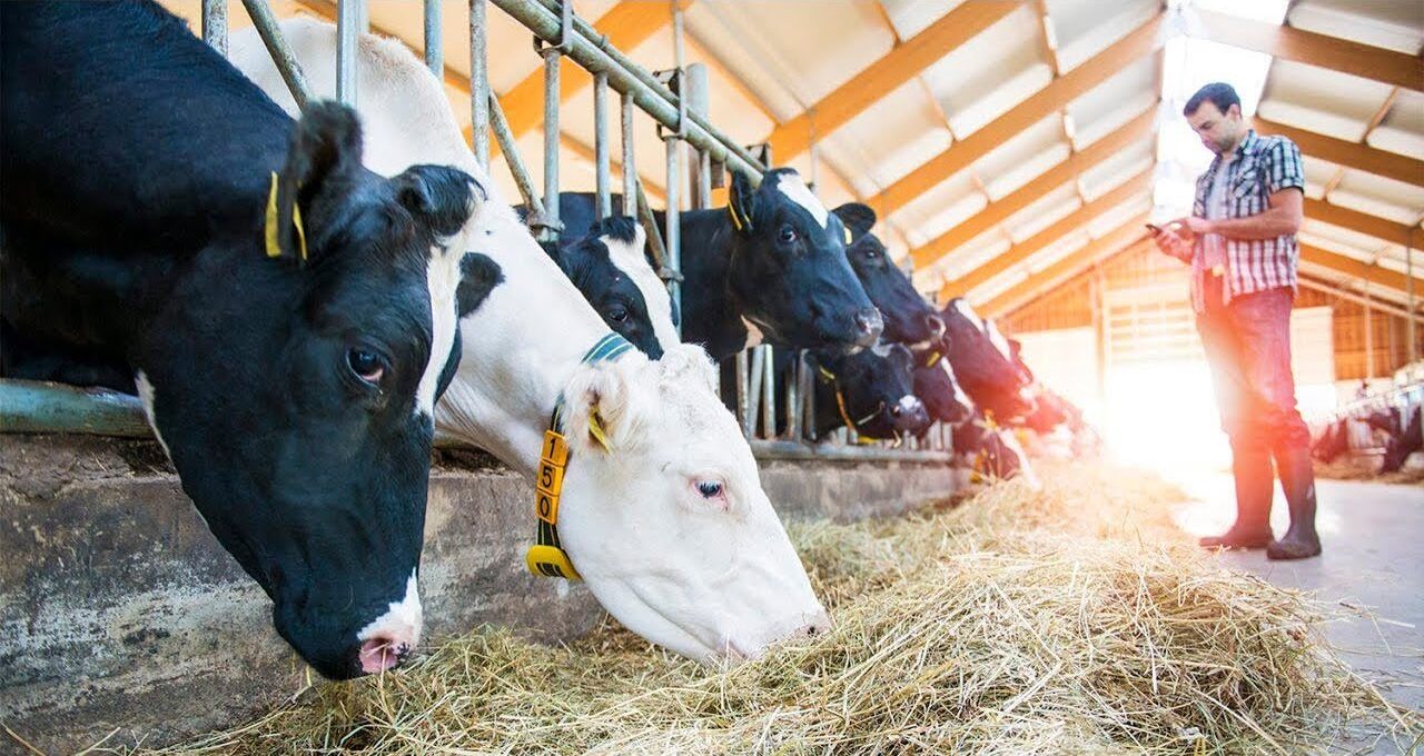 Essential Guide to Cattle Health for Maximum Farm Productivity